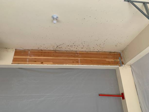 Best Attic Mold Removal  in Pacific Grove, CA